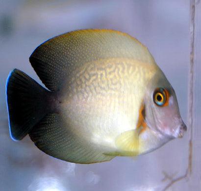 Halfblack Mimic Tang