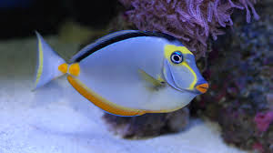 Blonde naso tang shop care