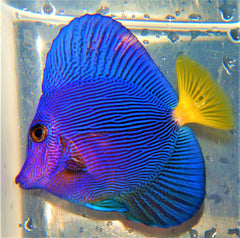 Purple Tang: Captive Bred