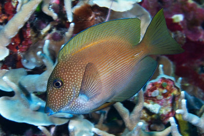 Striatus Tang