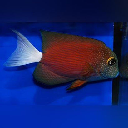 White Tail Yellow Eye Tang