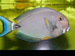 White Face Tang