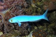 Flashing Tile Goby