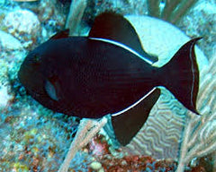 Black Trigger