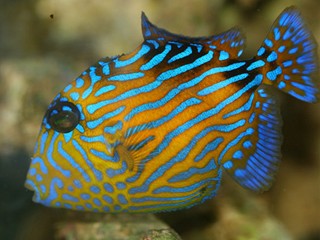 B Line Fish Blueline Trigger – Sea Dwelling Creatures