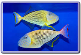 Crosshatch Trigger: Female