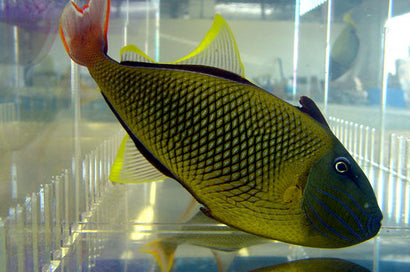 Crosshatch Trigger: Male