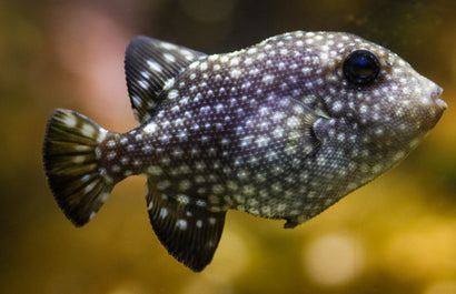 Rough (Spotted) Trigger