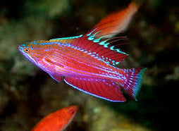 Angulatus Flasher Wrasse: Male