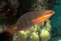 Christmas Wrasse