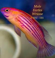 Earle's Fairy Wrasse: Male