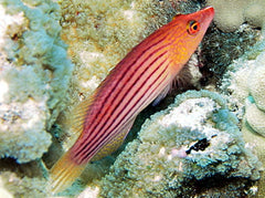 Eight Line Wrasse