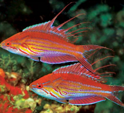 Filament Flasher Wrasse