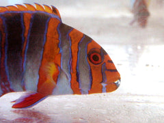 Harlequin Tusk: Juvenile