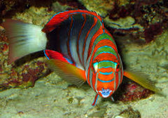 Harlequin Tusk