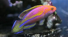 Lanceolatus Fariy Wrasse