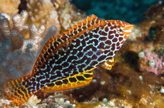Leopard Wrasse