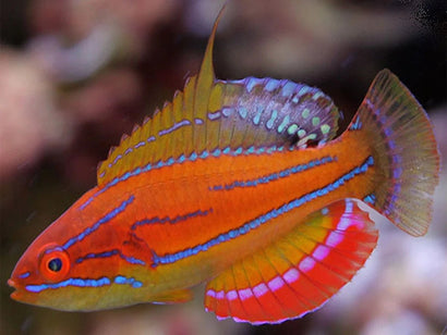 McCoskeri Flasher Wrasse: Male