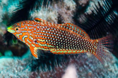 Ornate Leopard Wrasse