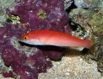 Pencil Wrasse: Pink