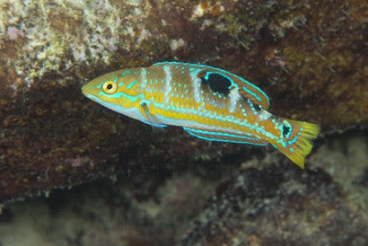 Pudding Wife Wrasse