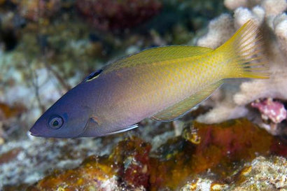 Purple Head Wrasse