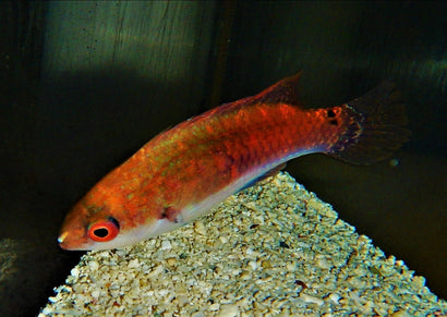 Purple Scale Fairy Wrasse.: Female