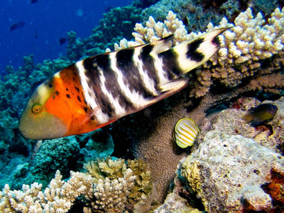 Red Breasted Wrasse