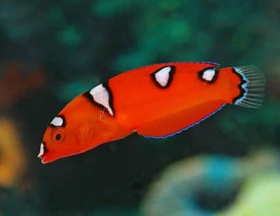 Red Coris Wrasse: Juvenile
