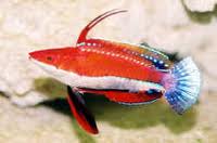 Red Fin Fairy Wrasse