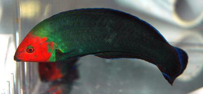 Red Head Wrasse: Male