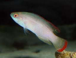 Red Margin Fairy: Female