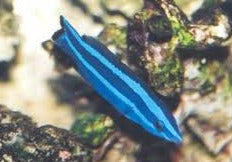 Red Sea Cleaner Wrasse