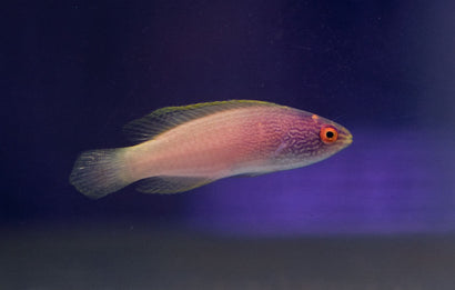 Rhomboid Wrasse: Female