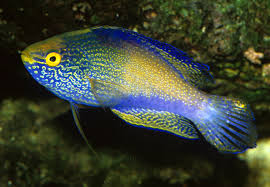 Rhomboid Wrasse: Male