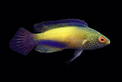 Rhomboid Wrasse: Super Male