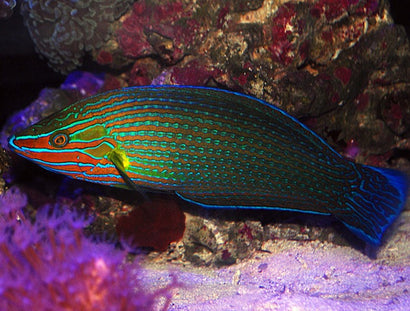 Richmond's Wrasse