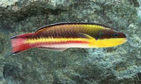 Rock Wrasse