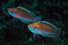 Rose Belly Fairy Wrasse