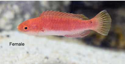 Ruby Finned Fairy Wrasse: Female