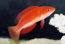 Ruby Finned Fairy Wrasse: Male