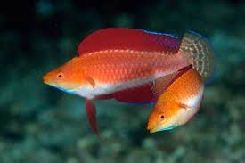 Ruby Finned Fairy Wrasse: Super Male