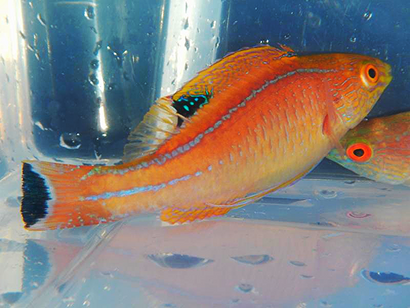 Sunset Fairy Wrasse: Male