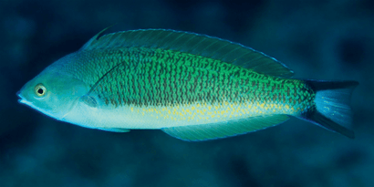 Torpedo Wrasse: Male