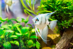 Angelfish Freshwater