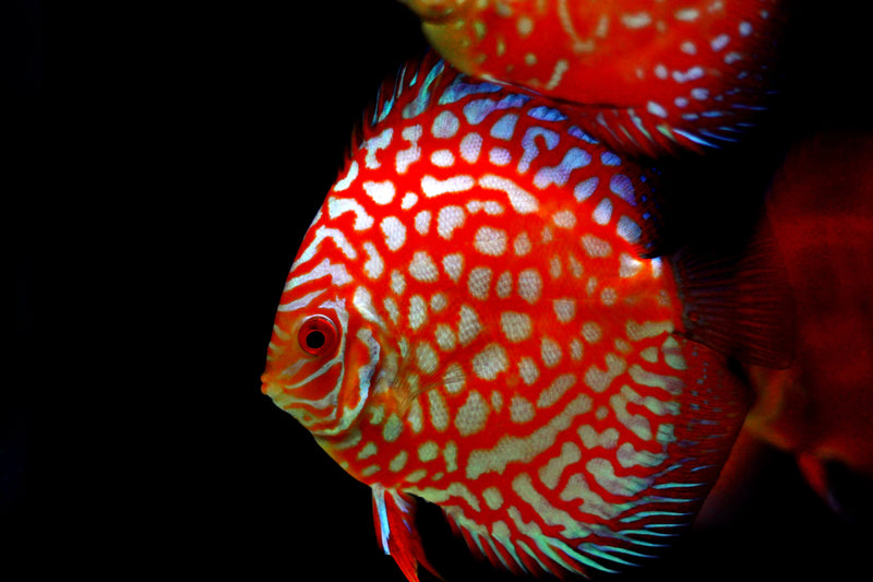 Discus Monkey Discus – Sea Dwelling Creatures