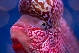 Cichlids South & Central America