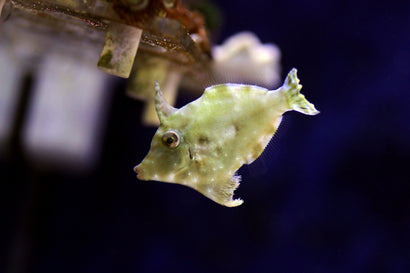 Filefish