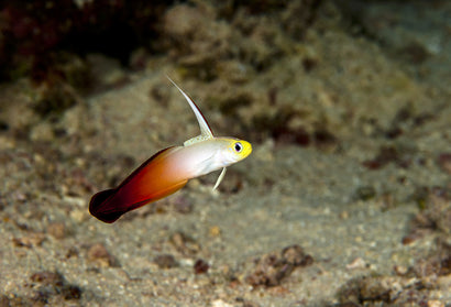 Firefish Goby