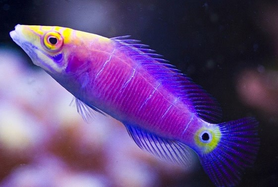 Five Bar Mystery Wrasse
